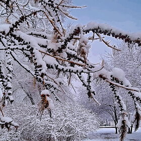 ��� �����������, ������ ����