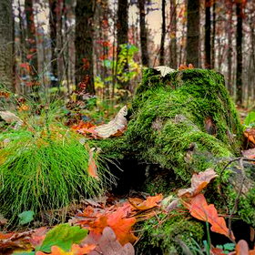 �����  � �������� ����