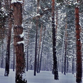 �������� ���