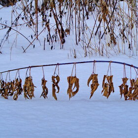 "�����" ��������